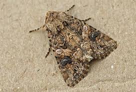 Attēlu rezultāti vaicājumam “Lacanobia contigua imago”