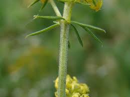 Attēlu rezultāti vaicājumam “Galium verum”