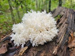 Attēlu rezultāti vaicājumam “Hericium coralloides”