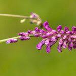 Attēlu rezultāti vaicājumam “Vicia tenuifolia flower”
