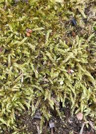 Attēlu rezultāti vaicājumam “Abietinella abietina”