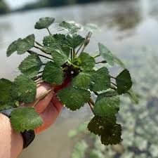 Attēlu rezultāti vaicājumam “Trapa natans”