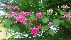 Attēlu rezultāti vaicājumam “Crataegus macracantha flower”