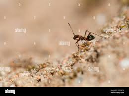 Attēlu rezultāti vaicājumam “Alydus calcaratus imago”