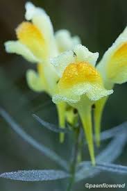 Attēlu rezultāti vaicājumam “Linaria loeselii bud”