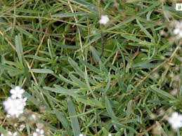 Attēlu rezultāti vaicājumam “Gypsophila fastigiata leaf”