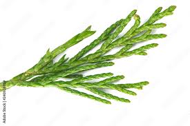 Attēlu rezultāti vaicājumam “Juniperus sabina”