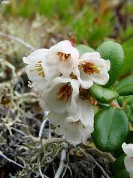 Attēlu rezultāti vaicājumam “Vaccinium vitis-idaea bud”