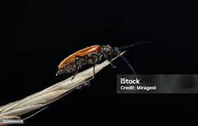 Attēlu rezultāti vaicājumam “Anogcodes melanurus”