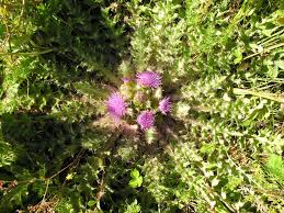 Attēlu rezultāti vaicājumam “Cirsium acaule leaf”