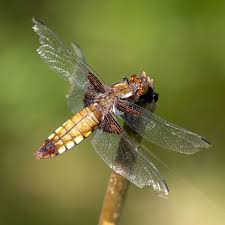 Attēlu rezultāti vaicājumam “Lestes dryas female”