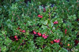 Attēlu rezultāti vaicājumam “Arctostaphylos uva-ursi”