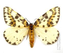 Attēlu rezultāti vaicājumam “Abraxas grossulariata larva”