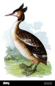 Attēlu rezultāti vaicājumam “Podiceps cristatus”