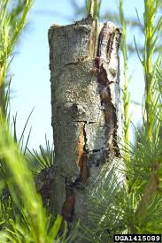 Attēlu rezultāti vaicājumam “Lachnellula willkommii”