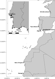 Image result for Argyrosomus coronus