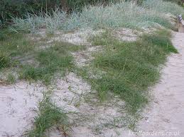 Attēlu rezultāti vaicājumam “Carex arenaria  leaf”