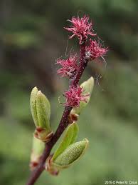 Attēlu rezultāti vaicājumam “Myrica gale fruit”