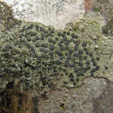 Attēlu rezultāti vaicājumam “Lecidella elaeochroma”