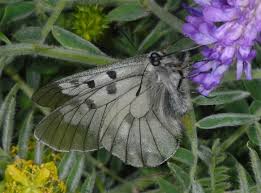 Attēlu rezultāti vaicājumam “Parnassius mnemosyne underside”