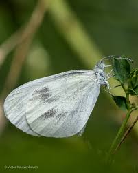 Attēlu rezultāti vaicājumam “Leptidea sinapis”