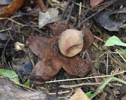 Attēlu rezultāti vaicājumam “Geastrum fimbriatum”