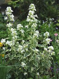 Image result for Lunaria annua