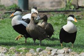 Attēlu rezultāti vaicājumam “Somateria mollissima juvenile”