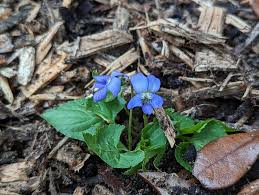 Attēlu rezultāti vaicājumam “Viola sororia”