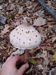 Attēlu rezultāti vaicājumam “Macrolepiota”