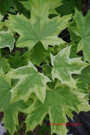 Attēlu rezultāti vaicājumam “Acer platanoides leaf”