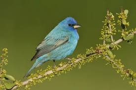 Image result for Passerina cyanea