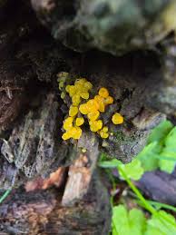 Attēlu rezultāti vaicājumam “Physarum pezizoideum spores”