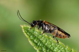 Attēlu rezultāti vaicājumam “Oedemera femorata”