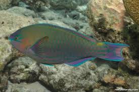 Image result for Scarus psittacus