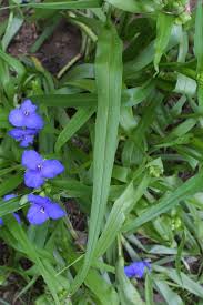 Attēlu rezultāti vaicājumam “Tradescantia virginiana”