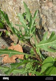 Attēlu rezultāti vaicājumam “Diplotaxis tenuifolia fruit”