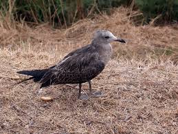 Image result for Larus audouinii