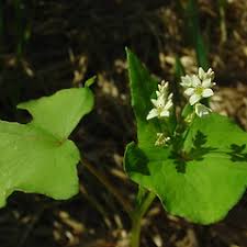 Attēlu rezultāti vaicājumam “Fagopyrum esculentum flower”