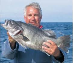 Image result for Polyprion americanus