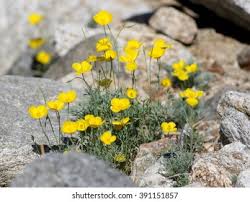Image result for Alpenmohn