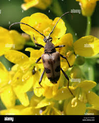 Attēlu rezultāti vaicājumam “Pachyta quadrimaculata”