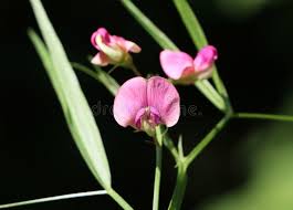 Attēlu rezultāti vaicājumam “Lathyrus sylvestris flower”