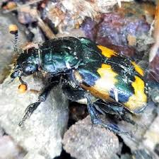 Attēlu rezultāti vaicājumam “Nicrophorus investigator imago”