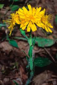 Attēlu rezultāti vaicājumam “Hieracium murorum flower”