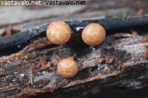 Attēlu rezultāti vaicājumam “Diderma radiatum young”