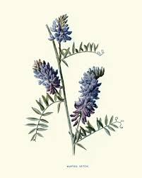 Attēlu rezultāti vaicājumam “Vicia cracca”