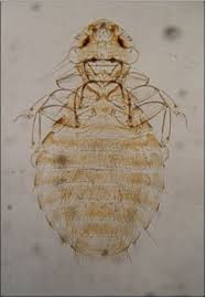 Attēlu rezultāti vaicājumam “Phthiraptera”