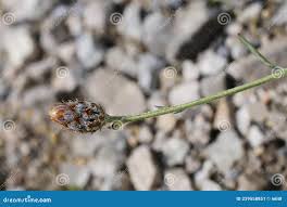 Attēlu rezultāti vaicājumam “Centaurea stoebe bud”