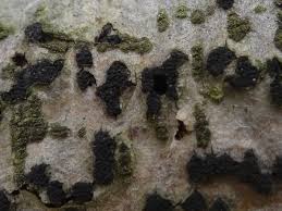 Attēlu rezultāti vaicājumam “Anthostoma decipiens”